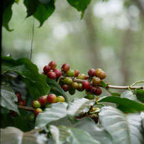 Mystic Coffee Plantage