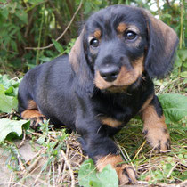 Dachs