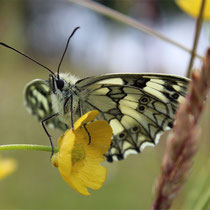 und Schmetterlingen (hier: Schachbrett-Falter, Bild: K. Weddeling)