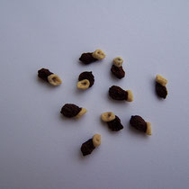 Anhand des Aussehens kann man bei einigen Samen sagen, aus welcher Sektion sie stammen - iriszucht.de