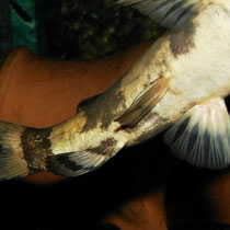 Pseudopimelodus bufonius: Genitalpapille beim Männchen