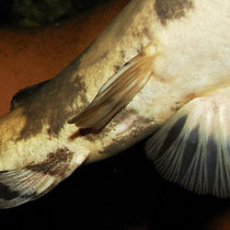 Pseudopimelodus bufonius: Genitalpapille beim Männchen