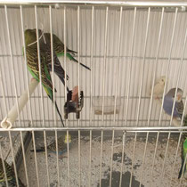 Giovanissimi pappagallini ondulati di colore.