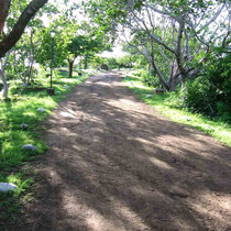 2004 - path to Baba's Samadhi  ; photo taken by Sher DiMaggio