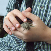 Wegbegleiter Schnecke