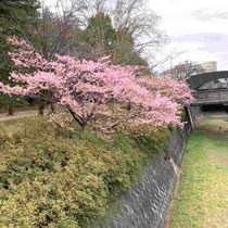 残堀川では河津桜が満開でした