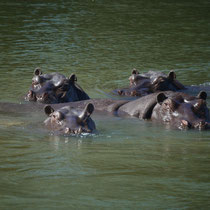 Hippos are watching us