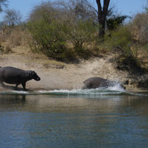 hippo on the move - tsunami to arrive