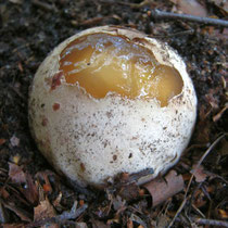 Hexenei der Stinkmorchel (Phallus impudicus) kurz vorm Durchbruch des Stiels.
