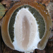 Hexenei der Stinkmorchel (Phallus impudicus) im Schnitt: weiß: Anlage des Pilzstiels; olivgrün: Gleba; braun: Nährgewebe für die Pilzentwicklung.