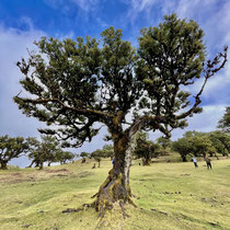 Fanal Forest (Lorbeerwald)