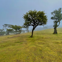 Fanal Forest (Lorbeerwald)