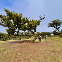 Fanal Forest (Lorbeerwald)