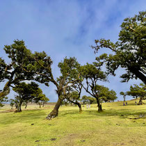 Fanal Forest (Lorbeerwald)