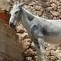 Merlin