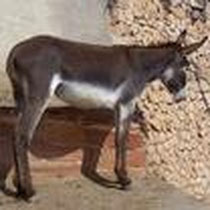 Sahra 2