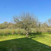 le jardin autre vue de la terrasse