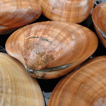 Concha fina, 6,80 EUR/Kg, Juni 2011, Carrefour, Foto: Birgitta Kuhlmey