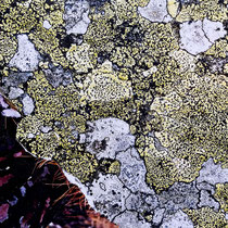 Lichens #1, 2021. Oeuvre originale 60x80cm + tirages numérotés 1-24 + 2 e.a