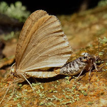 Kleiner Frostspanner, Paarung (Foto: Hans Prün/NABU-naturgucker.de)