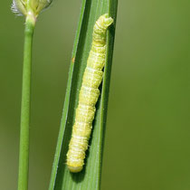 Kleiner Frostspanner, Raupe (Foto: Ralph Bergs/NABU-naturgucker.de)