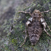 Kleiner Frostspanner, weiblich (Foto: Marion Metzer/NABU-naturgucker.de)