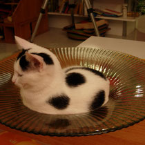 the glas bowl, the preferred spot for every cat