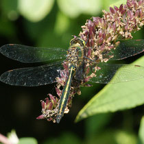 Glänzende Smaragdlibelle (Somatochlora metallica) 