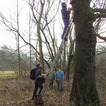 Teamwork zum Anbau der Fledermauskästen. Foto: Karsten Peterlein