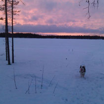 Abendstimmung in der Saija-Lodge: Katay geniesst den Spaziergang