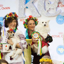 Japanese spitz Simba, Ukraine, white dogs, Ukrainian costume, cossack, contests, competitions, embroidery