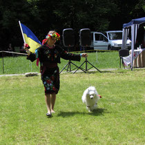 Japanese spitz Simba, Ukraine, white dogs, Ukrainian costume, cossack, contests, competitions, Moldova, embroidery