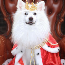 японский шпиц Симба, белые собаки, Украина, красивые фото, корона, король, царь