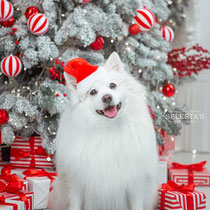 Japanese spitz Simba, Ukraine, white dogs, New Year, Christmas, red