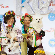 японский шпиц Симба, белые собаки, Украина, конкурсы, костюмы, казак, вышиванка