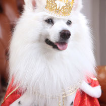 японский шпиц Симба, белые собаки, Украина, красивые фото, корона, король, царь