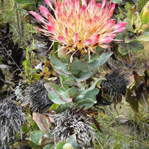 Swartberg Pass Protea