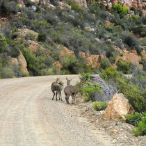 Swartberg Pass Clip Springer