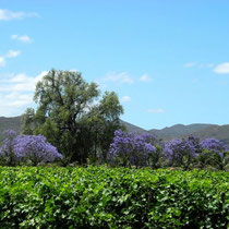 Robertson Wine Area Van Loveren