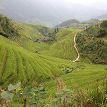 Chine - les rizières