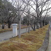 大村公園の桜並木