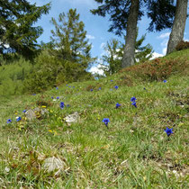 Enzianblüte auf der Alm 