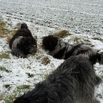 vorn Caatje, links Anton, rechts Anna