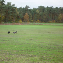 Bram, Caatje, Ninja