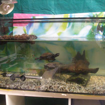 Einige Jahre später, Aquarium, Bodengrund, Bepflanzung. In diesem Fall handelt es sich jedoch um eine Pflegeschildkröte im externen Becken