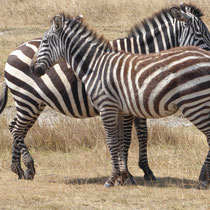 Zebras im Ngorongoro Krater