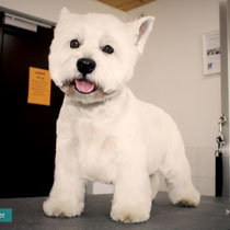 West Highland White Terrier im Pet-Grooming