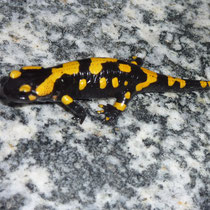 Der Feuersalamander fühlt sich wohl hier