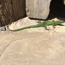 Wunderschöne Smaragdeidechse