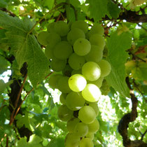 Die Französischen Trauben in der Pergola